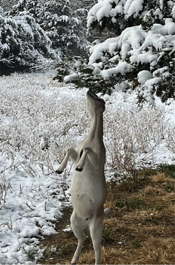 First snows on the farm