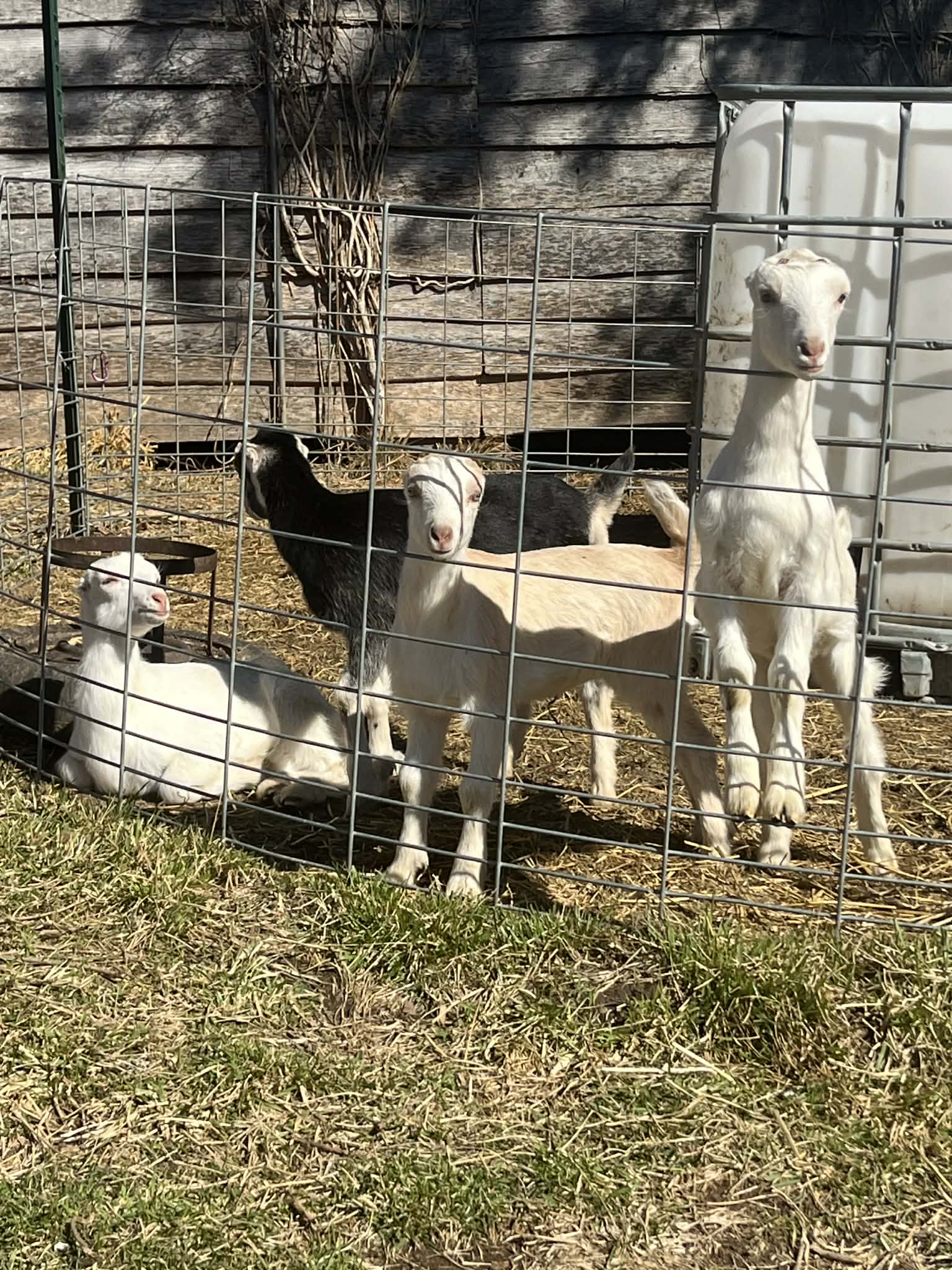 Silly kids at Tenacity Acres